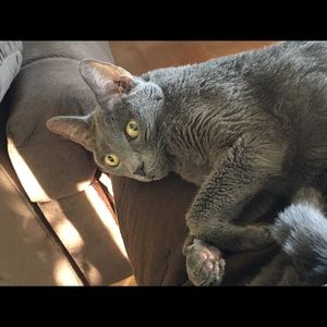 Meet your Posher, Ronnie